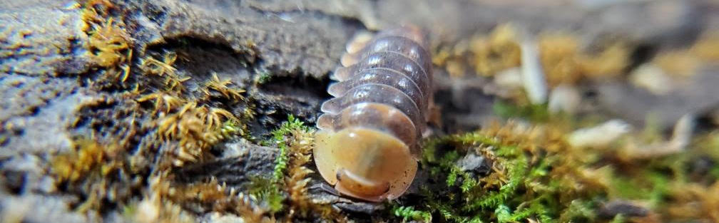 Rubber Ducky Isopod